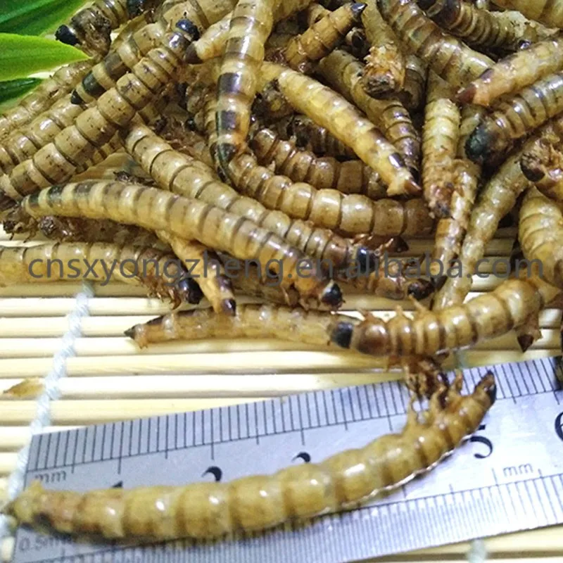 
Natural pet food high protein dried superworm for bird seed 