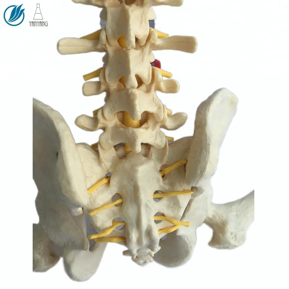 3d модель анатомического человеческого позвоночника из ПВХ для обучения