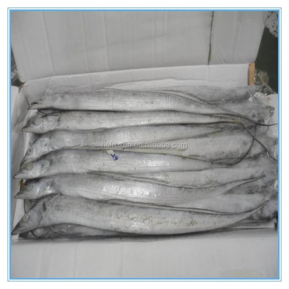 BQF Frozen fresh whole round ribbon fish for sale