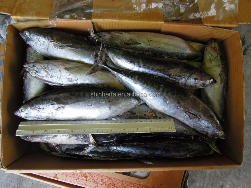Taiwan Frozen Bonito Tuna 400/500 gram Euthynnus Affinis