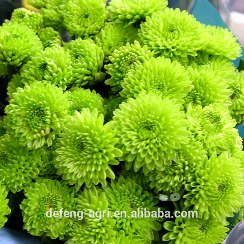Chrysanthemum long stem flowers fresh cut flowers