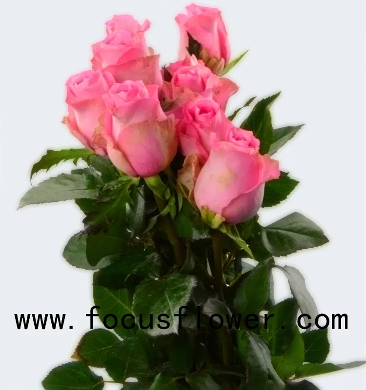 World class rose flower scenery ecuadorian roses wake up with 20stems/bundle from kunming
