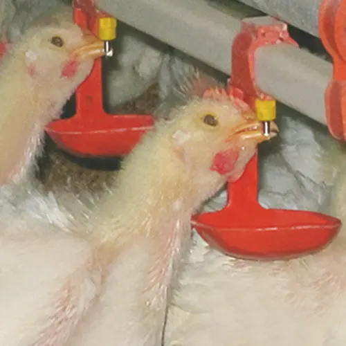 
 Лидер продаж, автоматическая капельная поилка для птицы, для сборщика цыплят бройлеров  