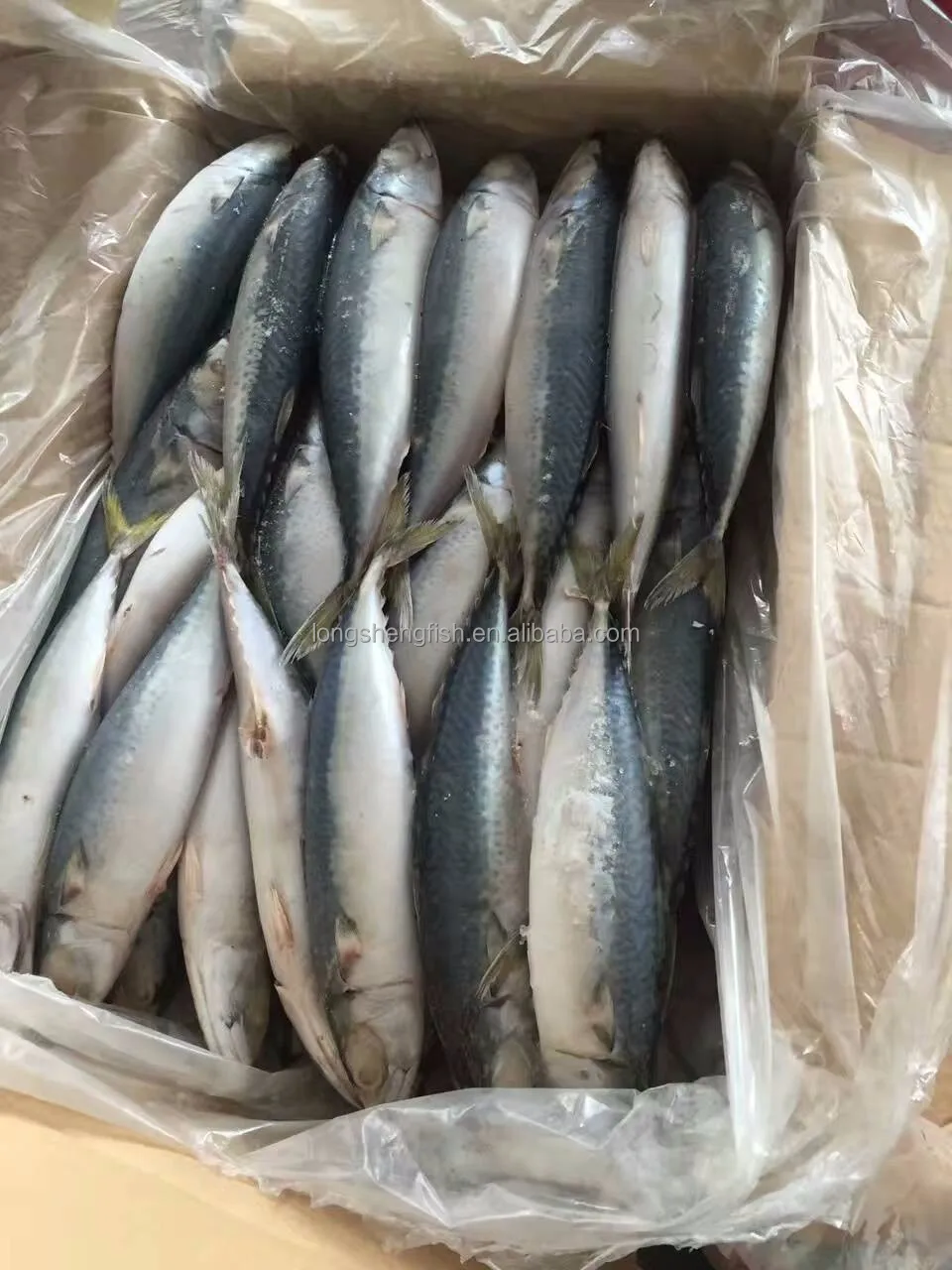 Hot Selling Cheap Price China fish factory Wholesale sea Frozen Pacific Mackerel