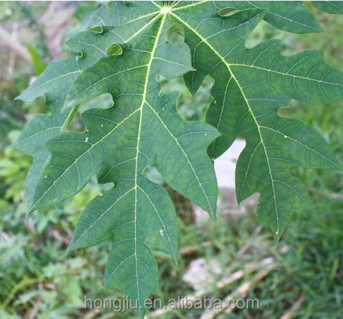 
Papaya Leaf Extract 