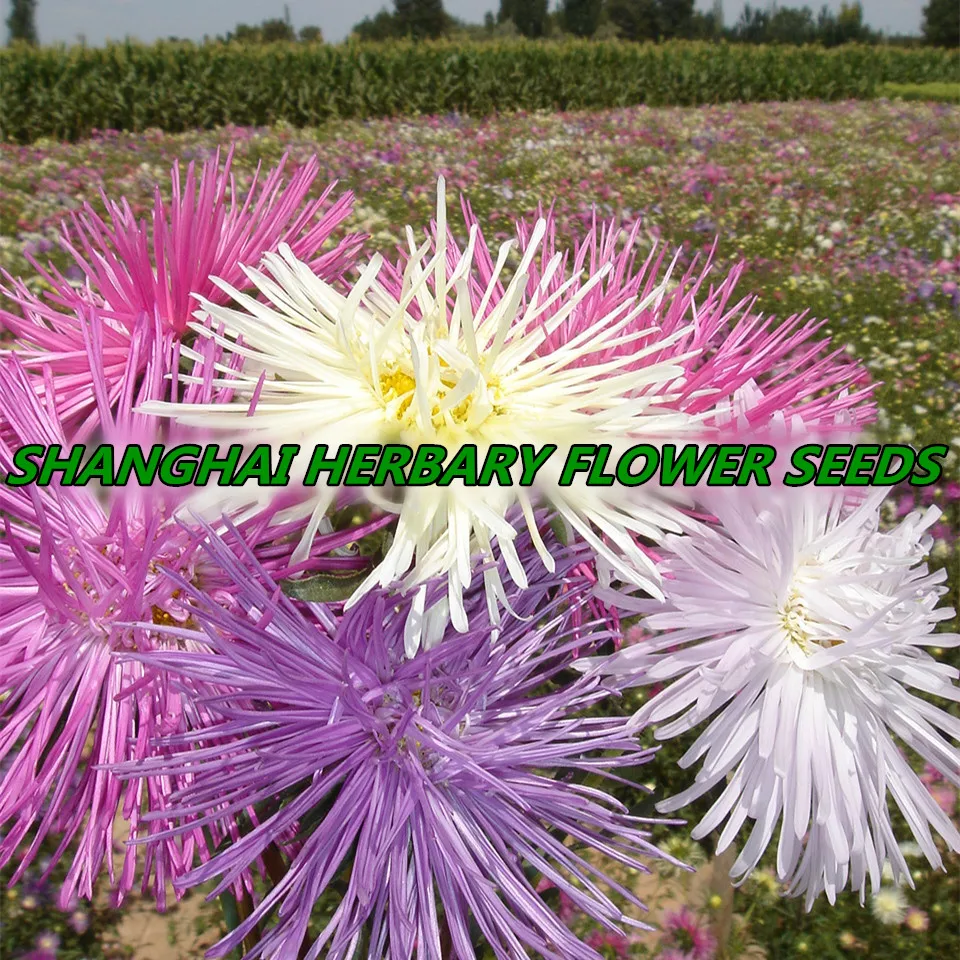 2021 China Aster Seeds, Different Types Flower Seed For Sale