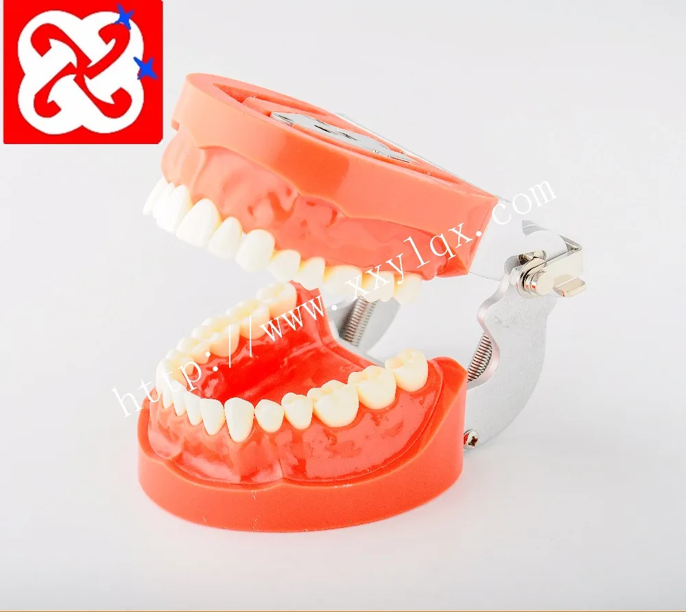Standard teeth model with 28pcs screw in replaceable teeth for practice preparation