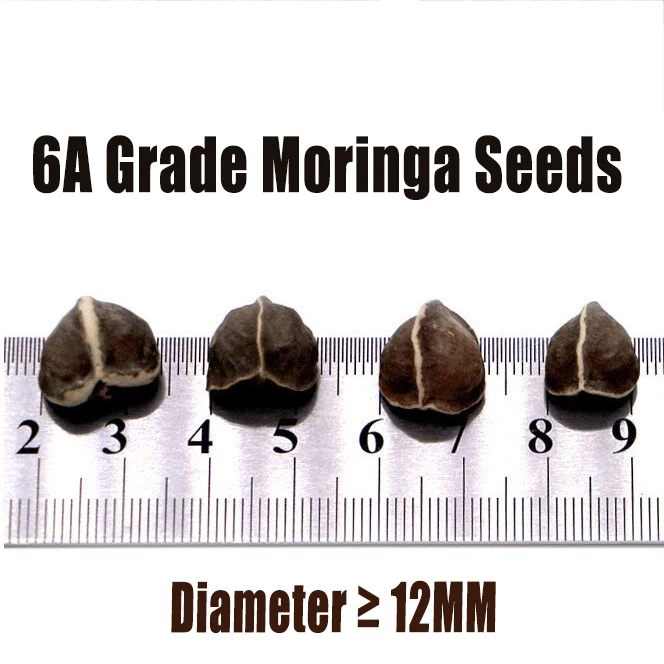 
Top Grade Bulk Indian Moringa Oleifera Seeds 