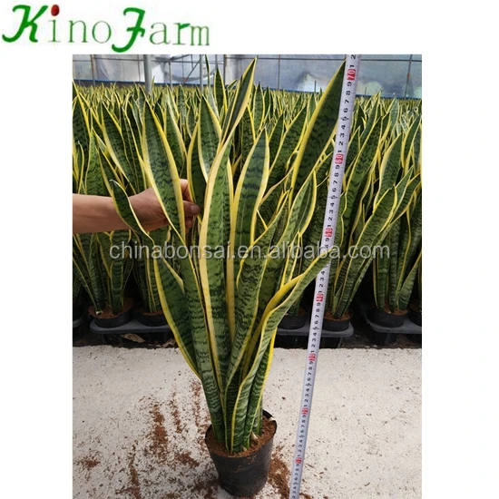 
Tall Snake Plant Sansevieria 