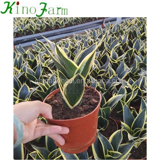 
Whosale All Types Of Sansevieria Plants 