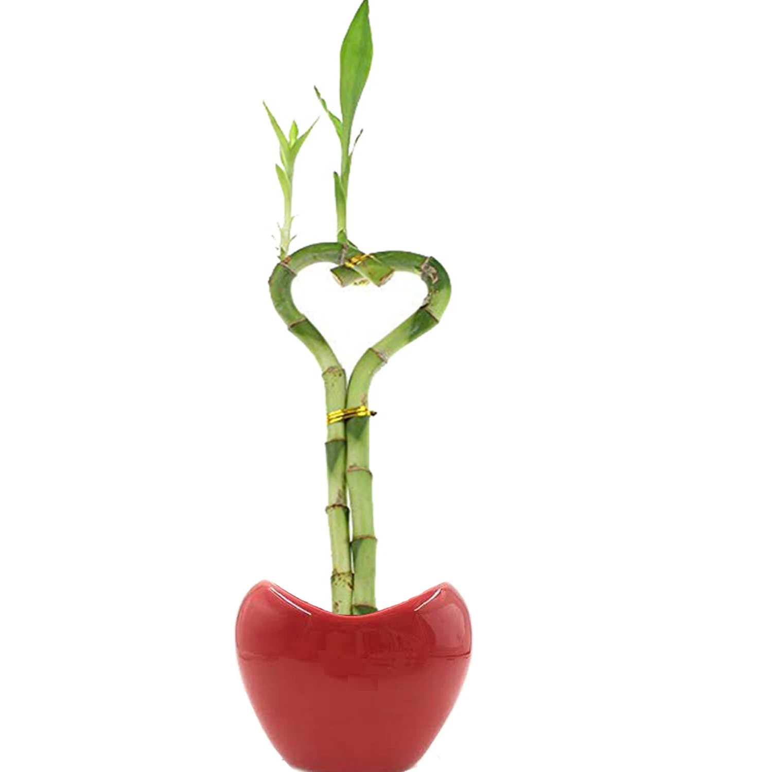 wholesales braided heart shape spiral lucky bamboo (62137037260)
