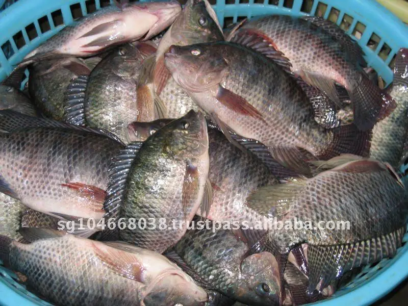 TILAPIA GS