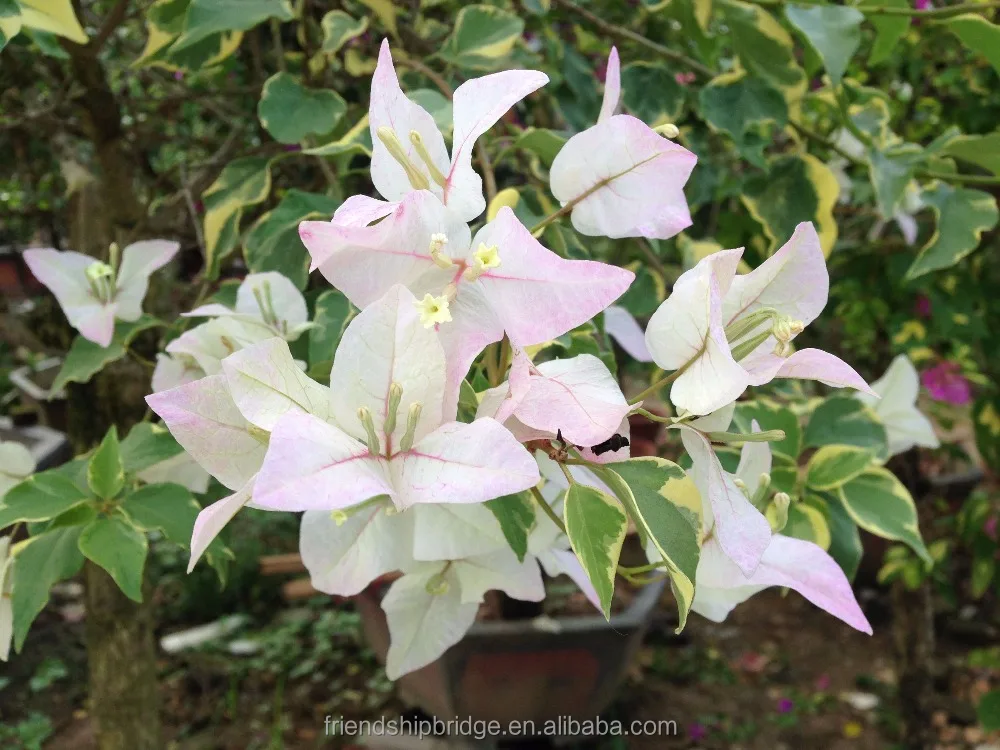 Bougainvillea Potted Plants, white, purple, double colour Bonsai