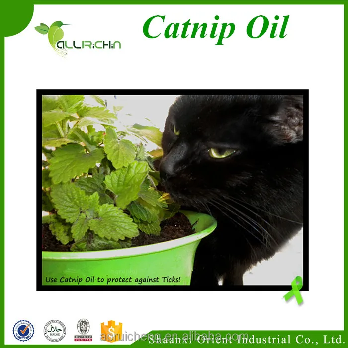 catmint oil, nepeta cataria,catnip oil
