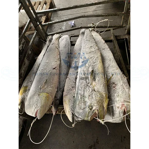 
Whole round seafrozen MAHI MAHI with wholesale price 