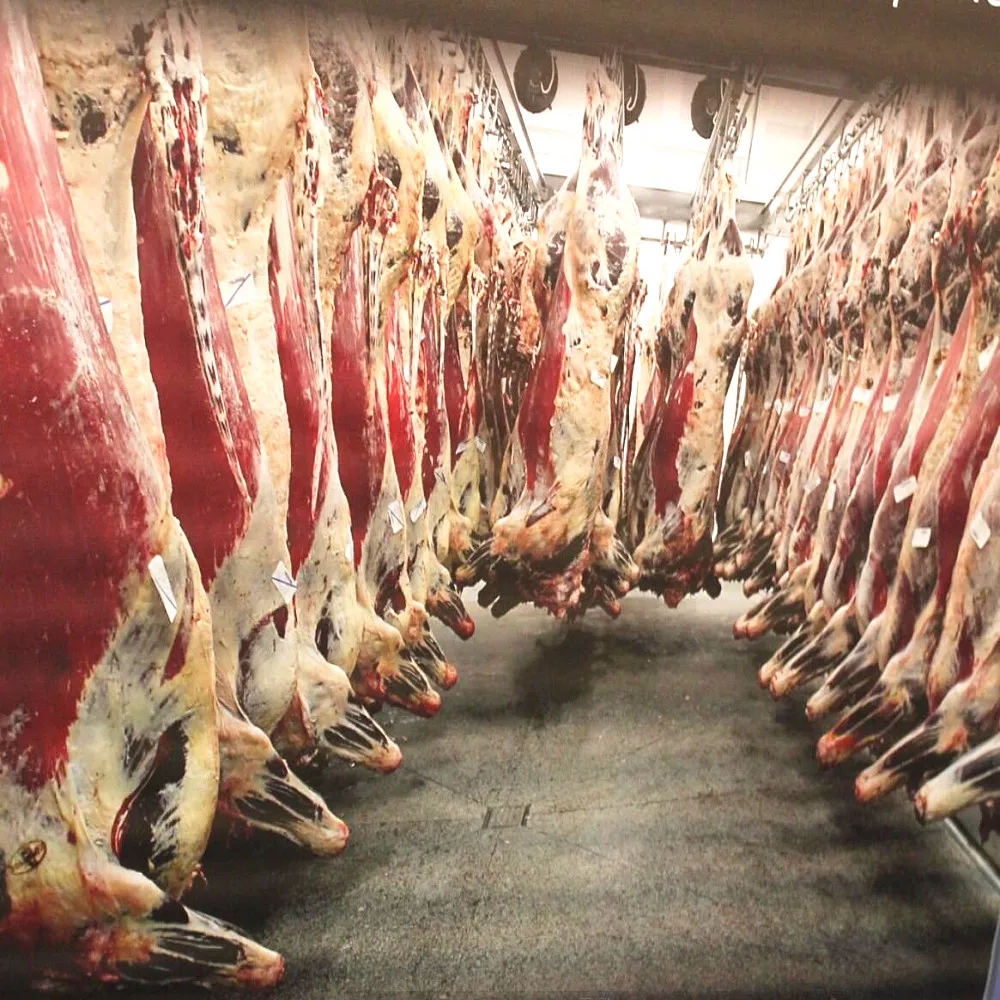 Cow Abattoir Machine Halal Slaughter Equipment Cattle Butcher Line for Meat Beef Production Processing