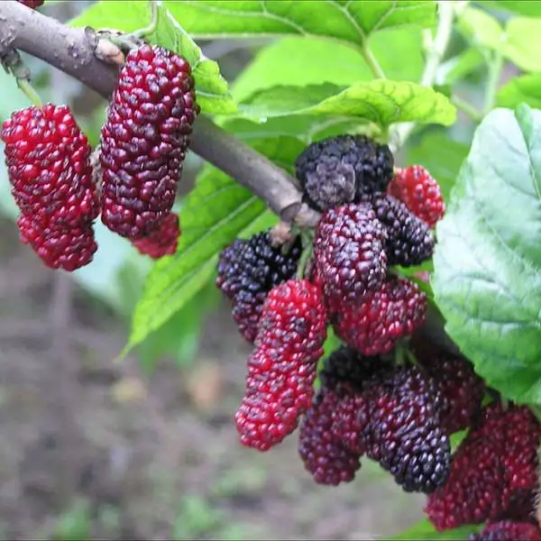 
 Рассада тутового дерева  