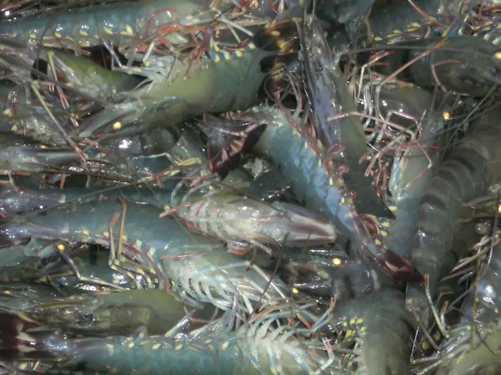 
Black Tiger Prawn (Vietnam, Indonesia, Madagascar) 