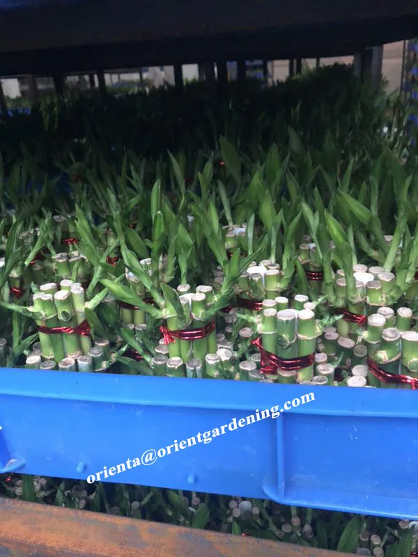 
wholesale small 3 tier indoor bonsai lucky bamboo tower 