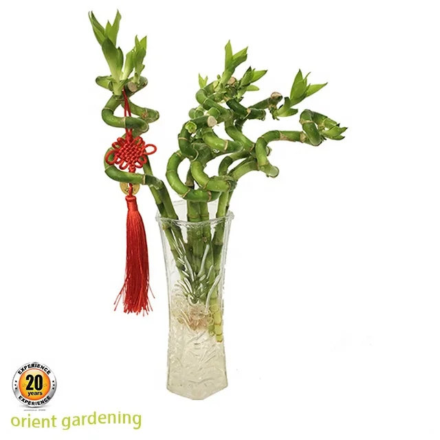 Zhanjiang LUCKY BAMBOO plant nursery 10-100cm spiral lucky bamboo plant dracaena sanderiana in stock
