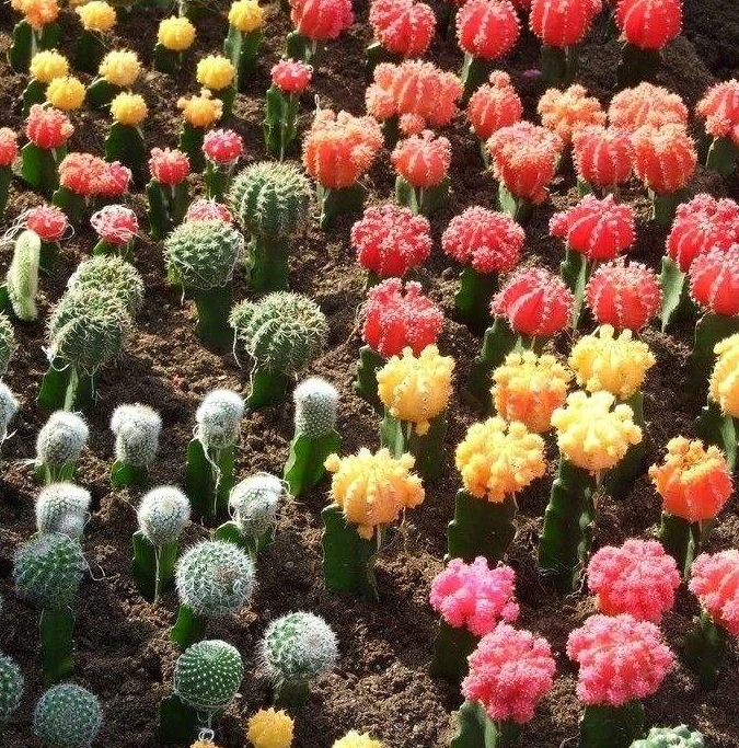 
 Эхинопсис тубифлора мини бонсай  