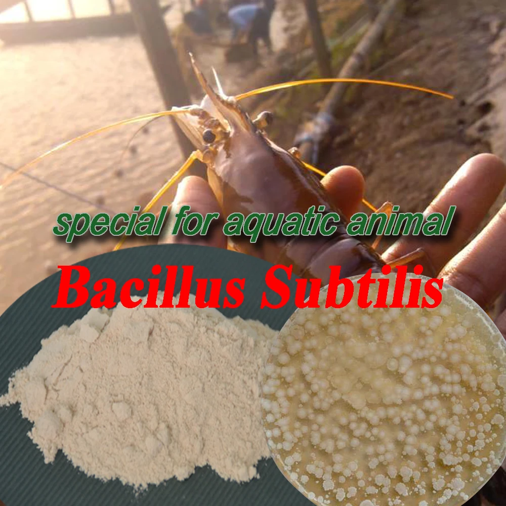 
Biological Feed Additive Bacillus Subtilis Fermentation 