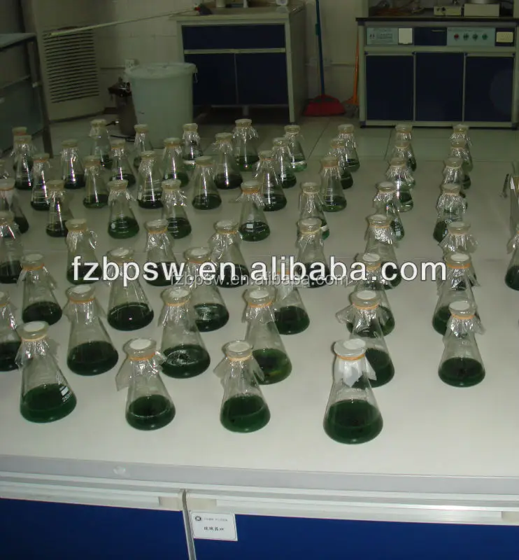 High Protein 60-65% Darg Green Color 100% Pure Spirulina Powder for Fish Food