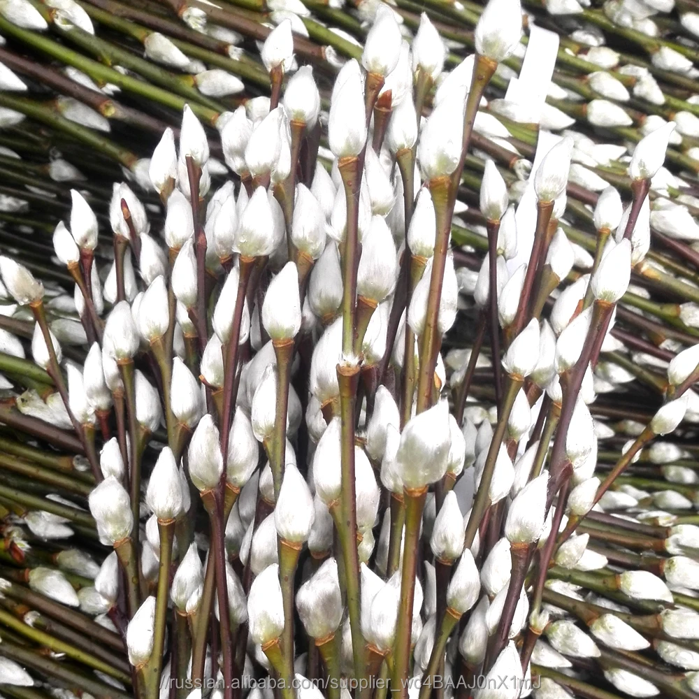 Свежих срезанных цветов вербы Salix на новый год умственной деятельности высокое качество натуральный свежий цветок