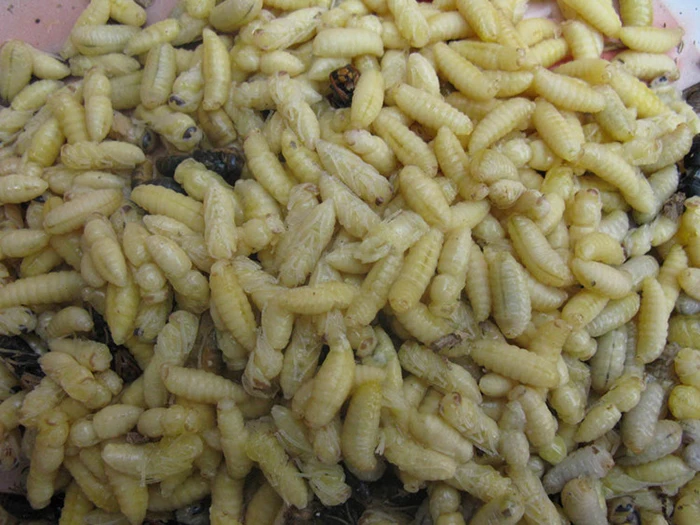 
Wasp Pupa Frozen Food Pet Food 