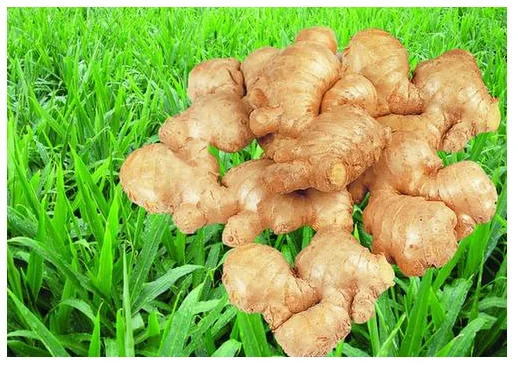 
100%Nature ginger oil 
