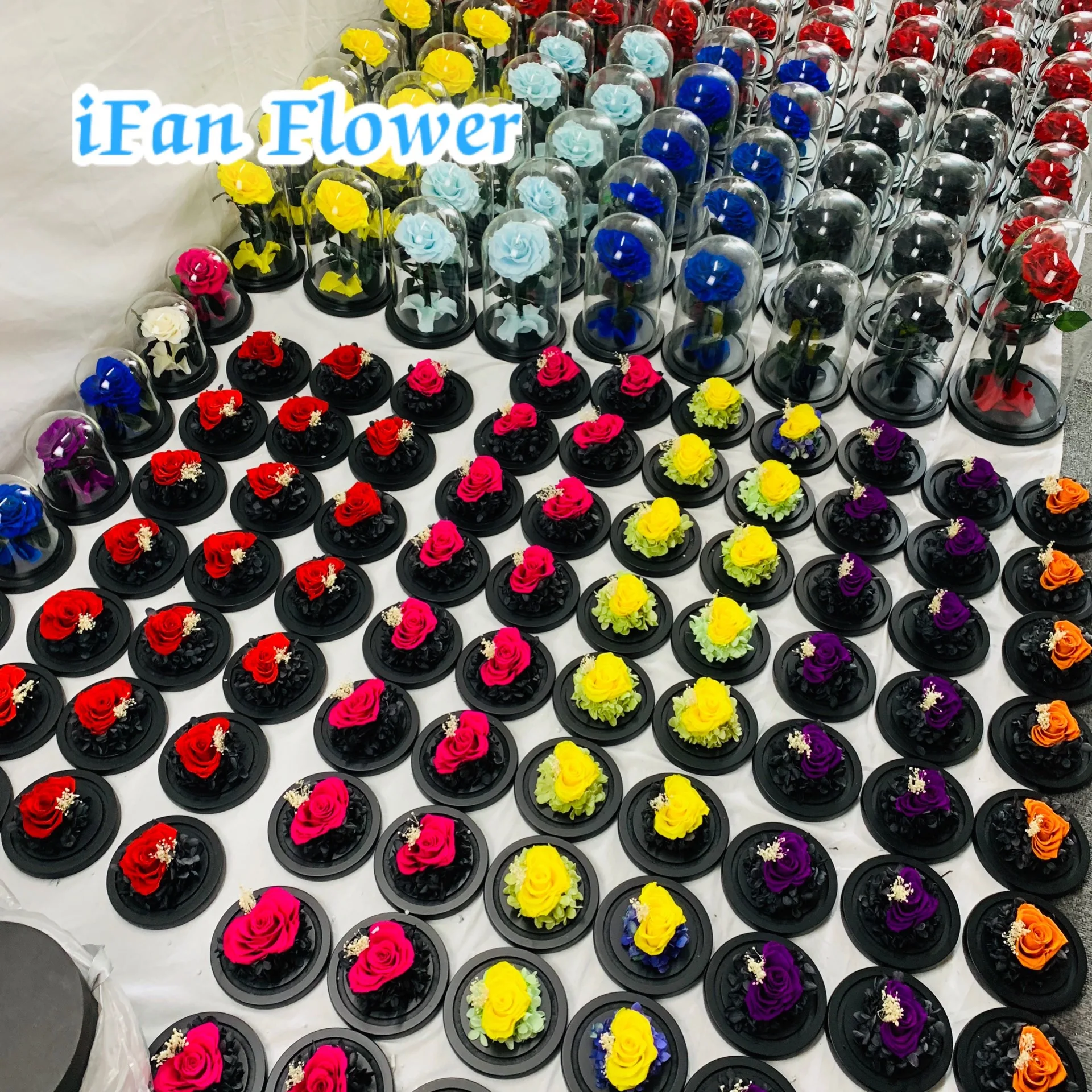 IFAN flower company design preserved rainbow rose in glass dome preserved roses export Saudi Arabia