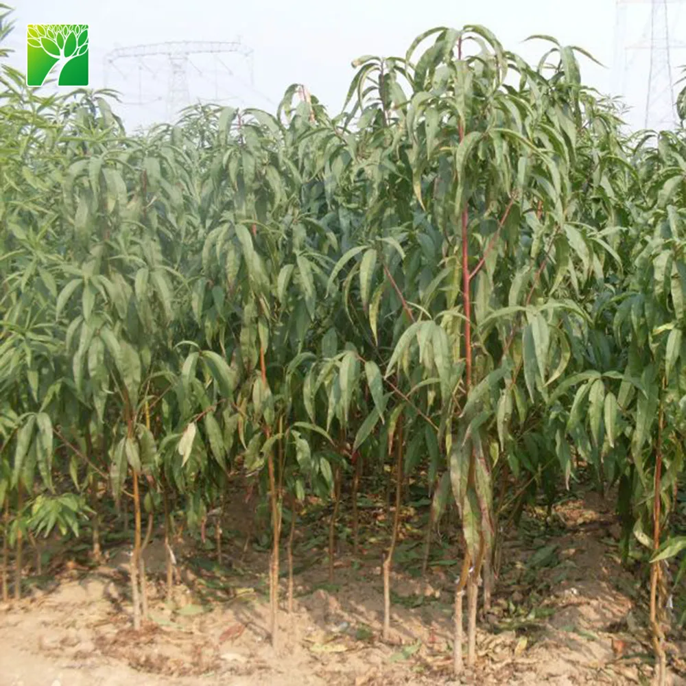 Песчаные почвы Тип полная защита от солнца фруктовые саженцы Amygdalus persica персик рассада