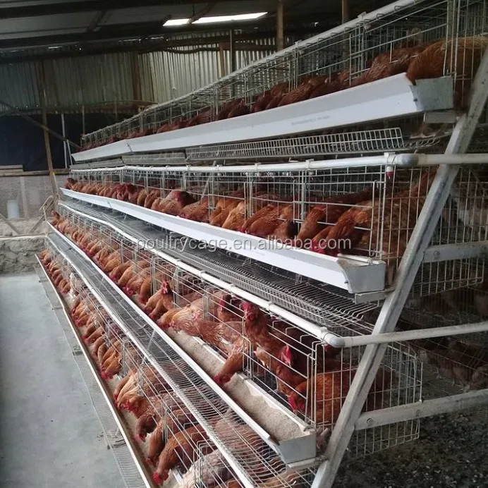 Wholesale Battery Chicken Coops and Equipment Poultry Algeria
