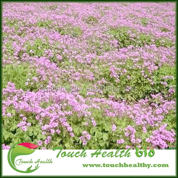 2021 Red Clover seeds/ T.prate nse Linn seeds/forage grass seeds