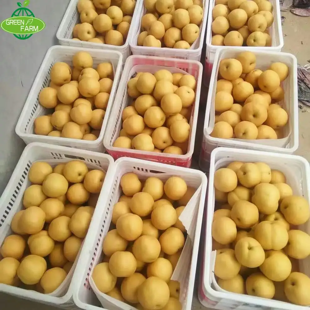 High quality pear in bulk of 300-500g