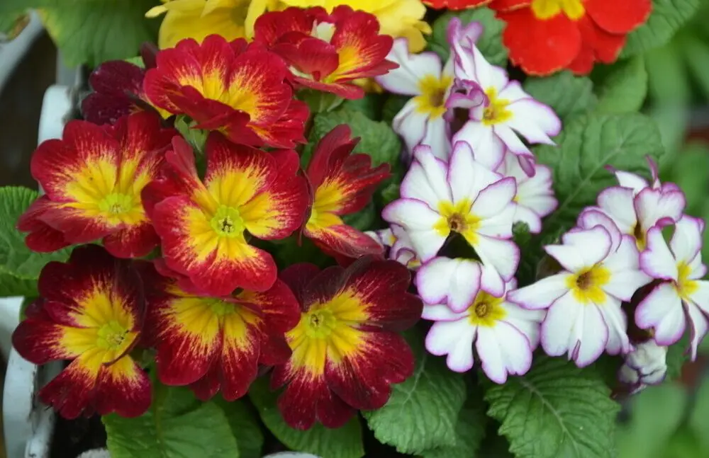 Primula Malacoides Seeds Flower Seeds For Cultivation