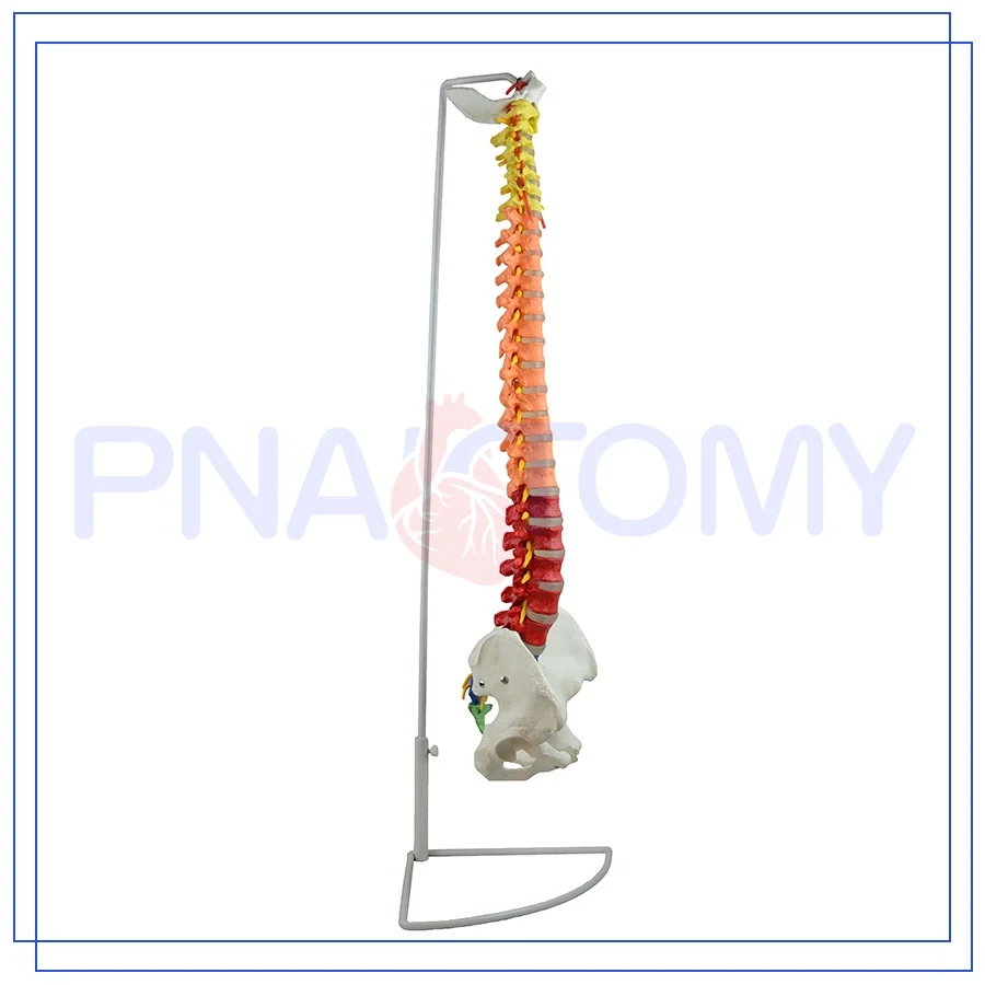 PNT-0120C Spine Model Medical Science Anatomical Model Picture for Medical Science for Medical Use Advanced PVC PNATOMY CN;JIA