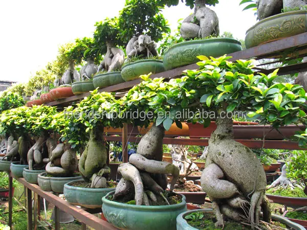 
Home Decor Plants Small Bonsai Ficus Ginseng 