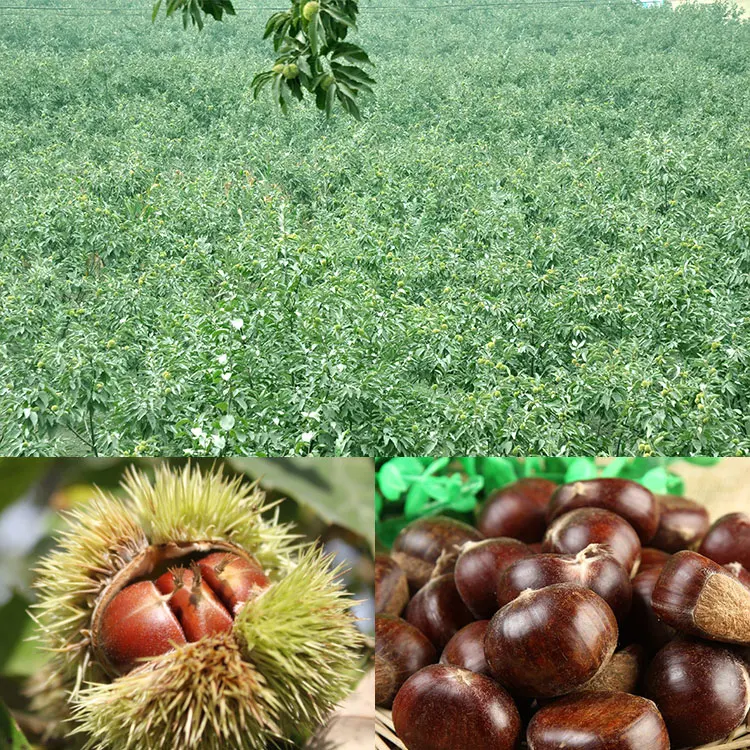 Высокое качество Hebei1Kg свежий каштан