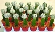 
mini grafted cactus succulent ornamental indoor plants bonsai nursery echinocactus grusonii cereus cacti 