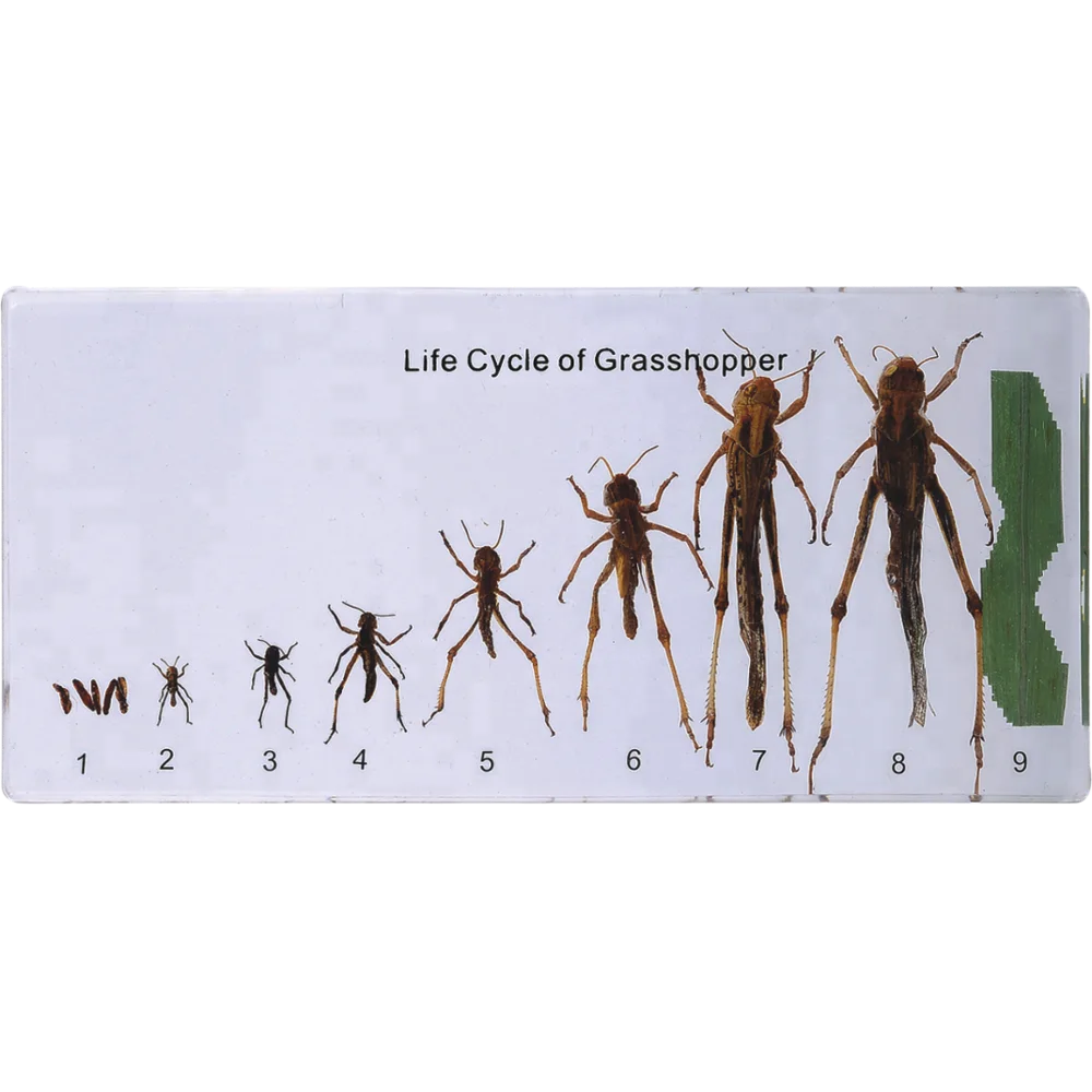 Life Cycle of Grasshopper for Teaching