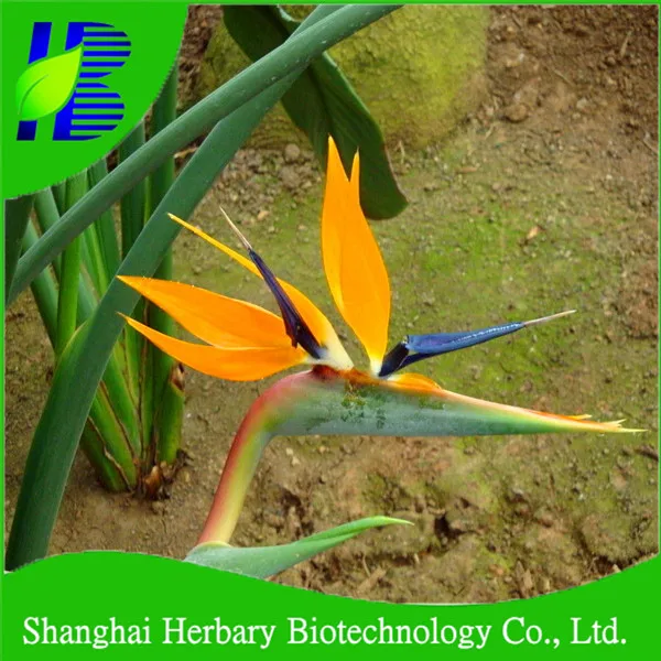 Лидер продаж 2021, семена красивых цветов, семена стрелитции Николая