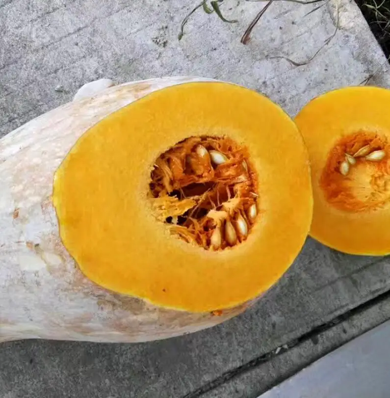 
600 seeds/tin China High Yield Spot Supply Natural raw Pumpkin Seeds for planting 