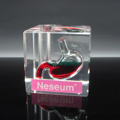 Акриловые Живот пресс-папье, заполненное жидкостью пресс-папье завод