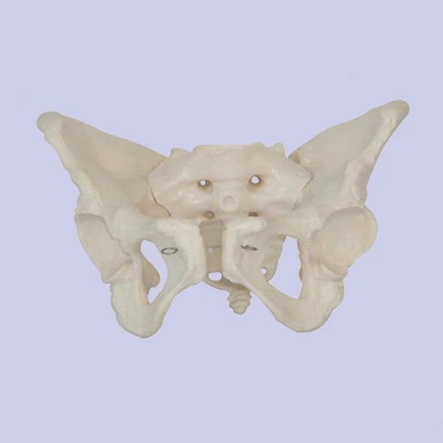 Medical Anatomy Teaching Used PVC Human Skeleton Model Male Pelvis Model