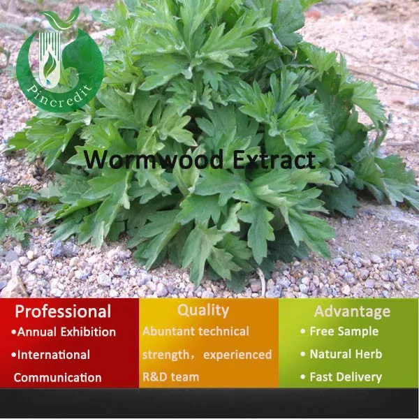 
Export Medicinal Herbs Sweet Wormwood Extract Sweet Wormwood powder 