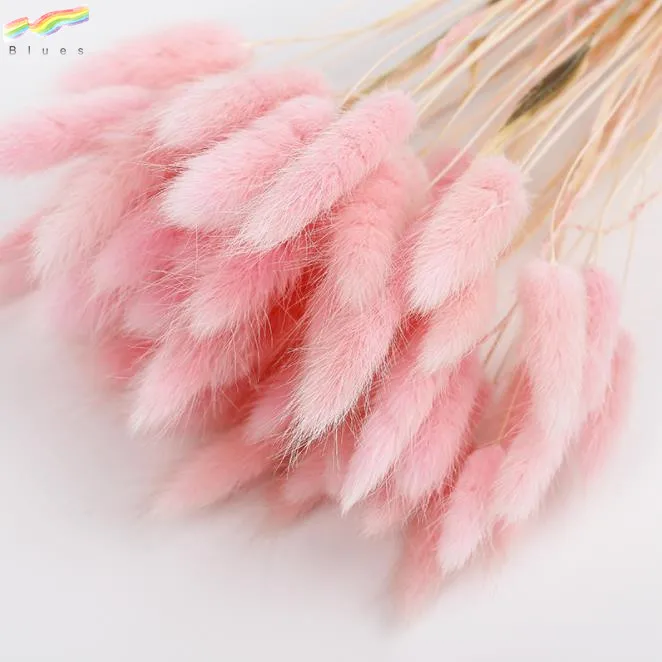 Dried flower bouquet colorful lagurus ovatus rabbit tail grass flower set of 50pcs flower