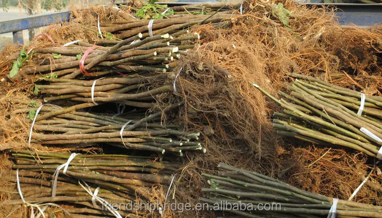 
Nursery Fruit Seedlings - Ficus Carica Linn Fig Trees 