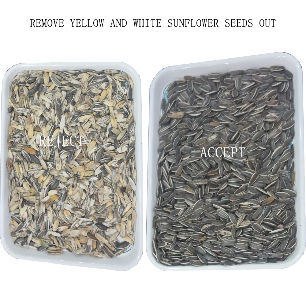 Sunflower Seed Cleaning Equipment Melon Seed Sorting Machine in Uzbekistan