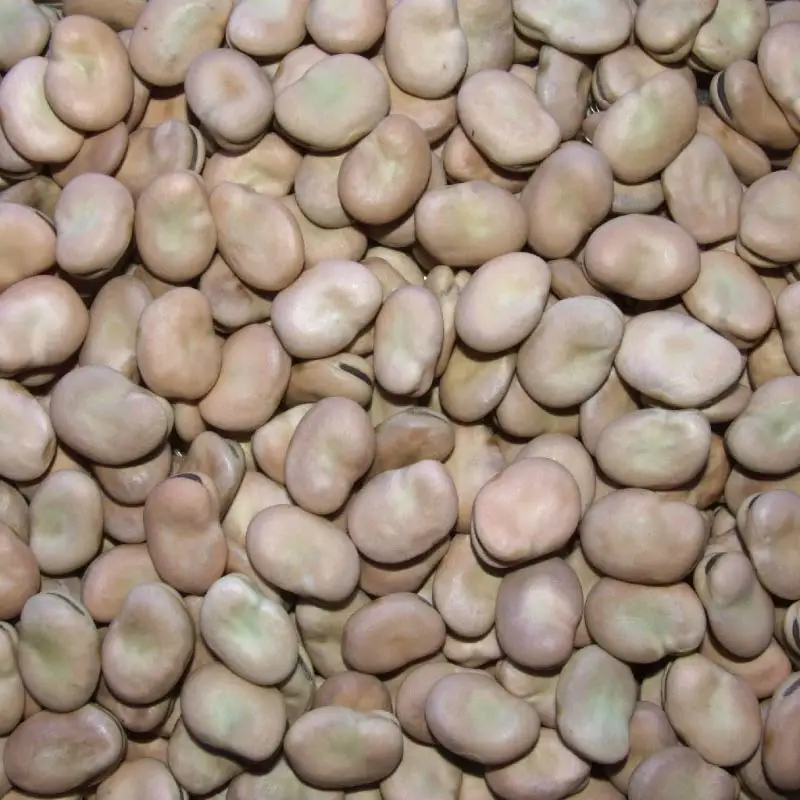 Wholesale Fava Beans/ Broad Beans,new crop2021 Selected by H.P.S IN GANSU ORIGIN